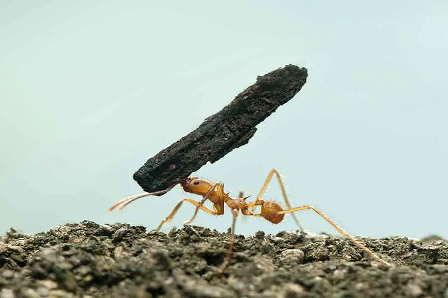Las hormigas diminutas pueden levantar objetos muchas veces su masa corporal.