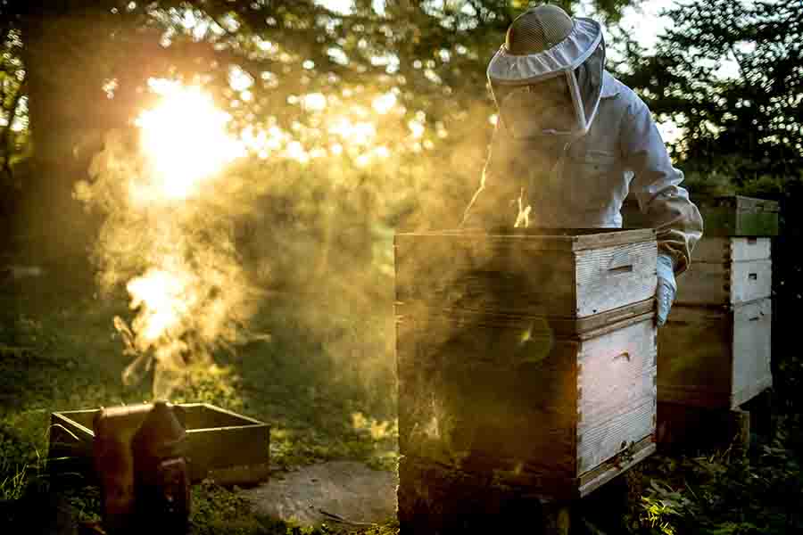 apicultor usando fumador de abejas