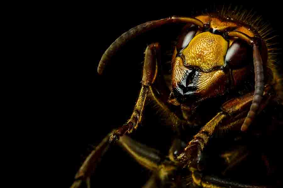 cabeza de avispón de abeja