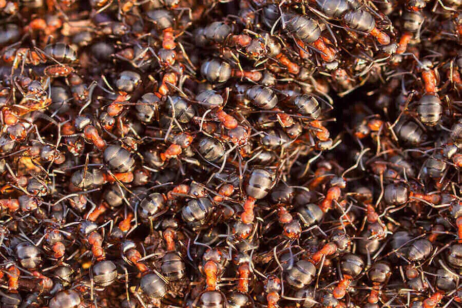 colonia de hormigas en el suelo