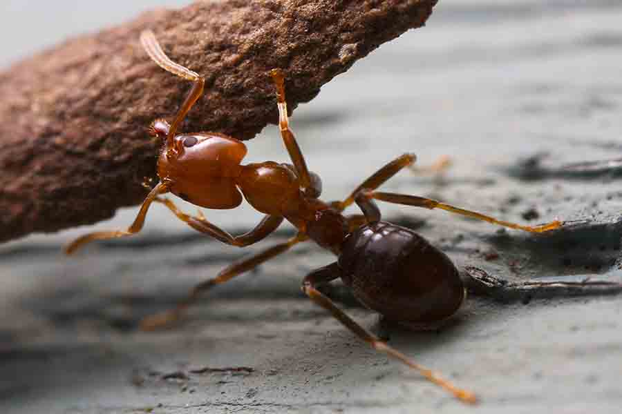 Hormiga levantando un trozo de corteza