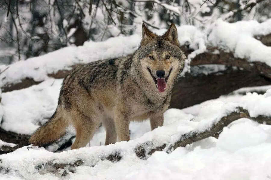 lobo de madera en el bosque nevado