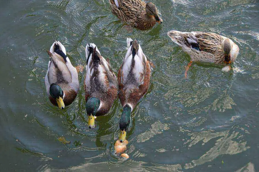 patos comiendo en el agua