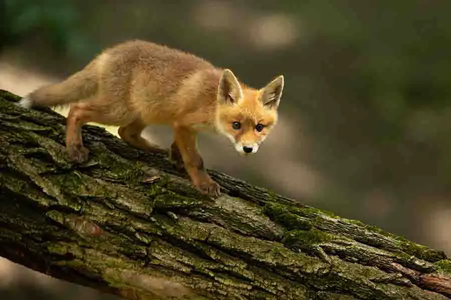 Joven zorro rojo caminando sobre un árbol en la naturaleza de verano
