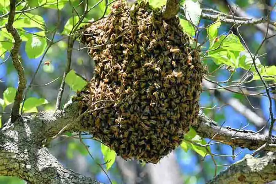 colmena de abejas en una rama de árbol