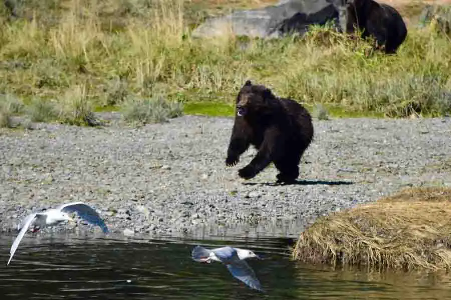 oso corriendo hacia el agua