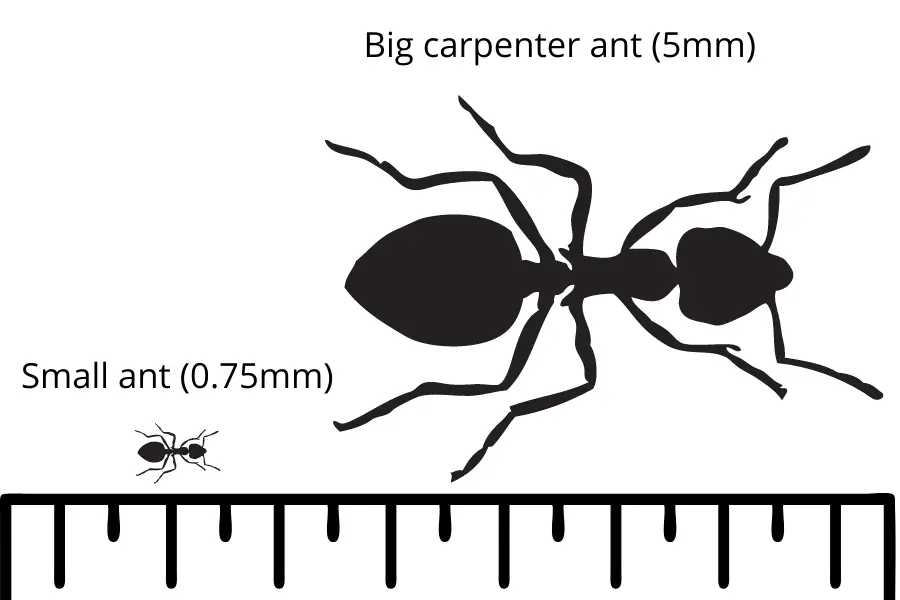 Tabla de tallas de hormigas
