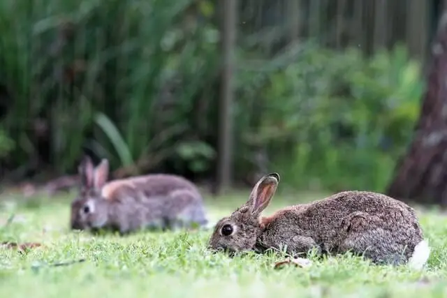 dos conejos marrones comiendo en la hierba
