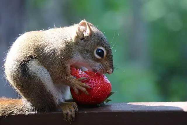 pequeña ardilla comiendo fresa