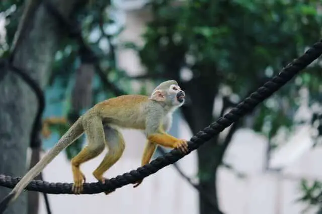 Mono ardilla caminando sobre una cuerda