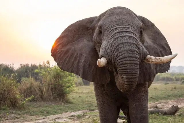 foto de primer plano de un elefante en la naturaleza