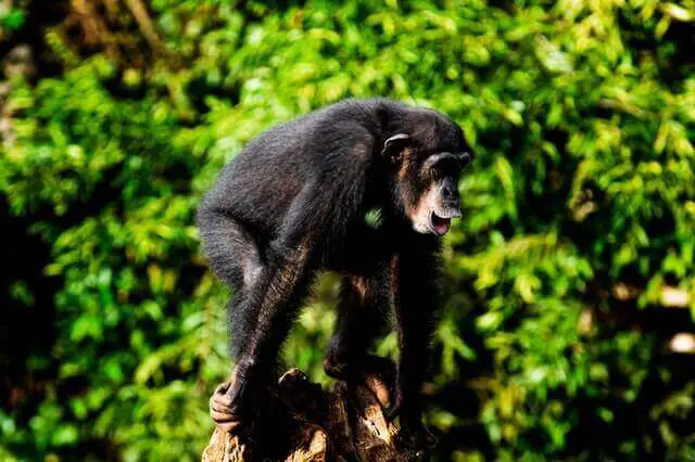 chimpancé parado en una rama de árbol marrón