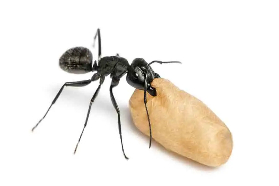 hormigas obreras cuidando los huevos