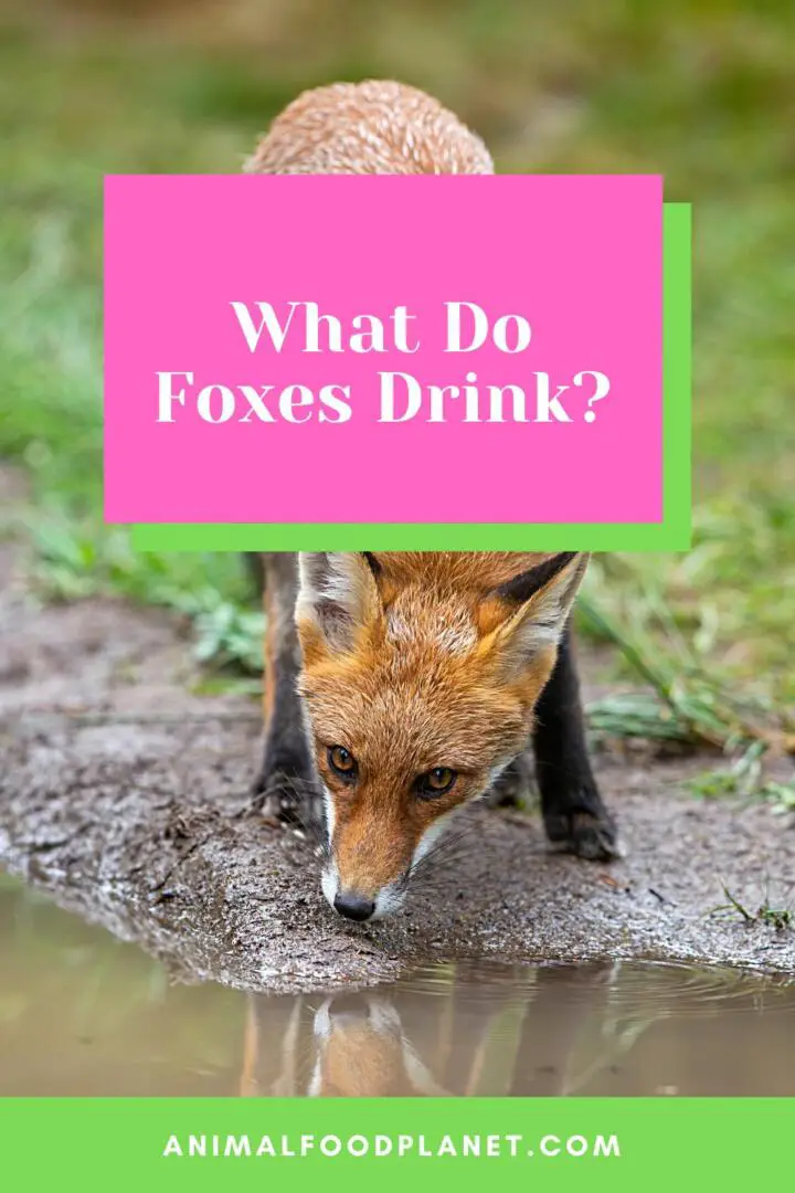 ¿Qué beben los zorros?
