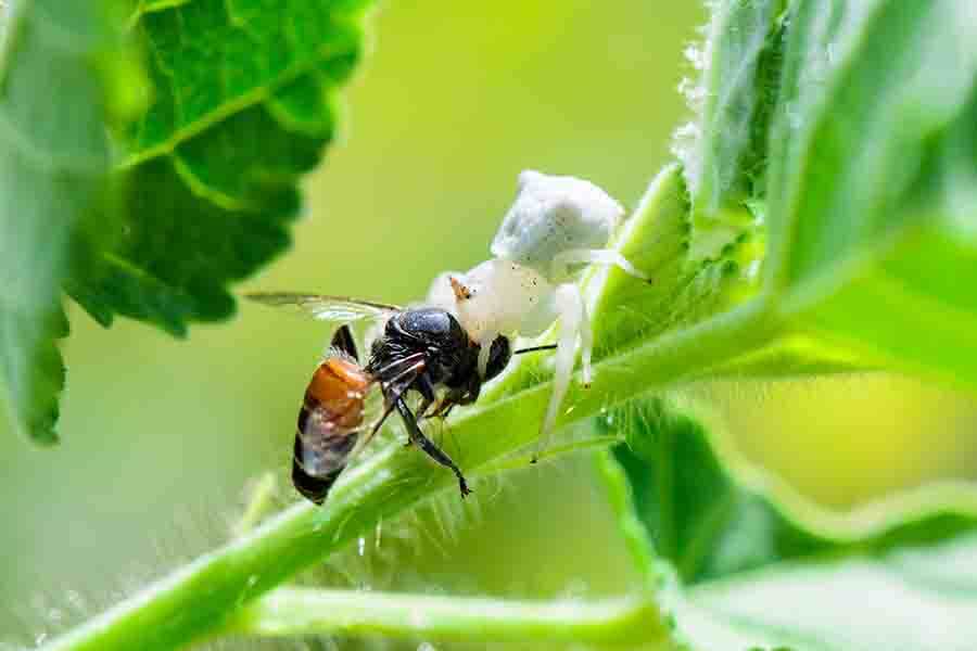 araña comiendo una abeja