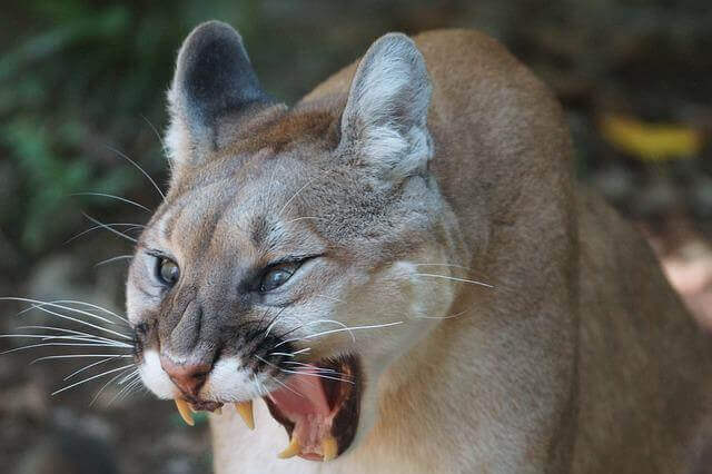 Puma enojado mostrando los dientes
