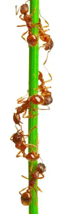 Escalada de hormigas