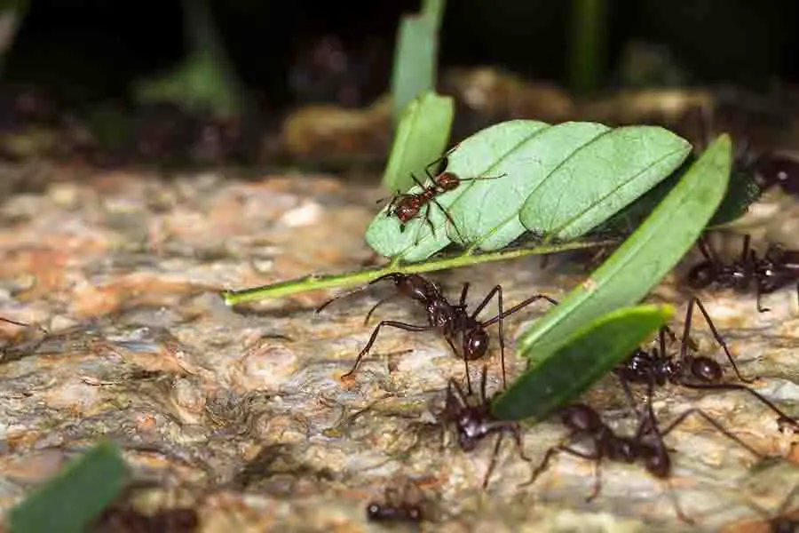 Las hormigas cortadoras de hojas llevan pedazos de vegetación