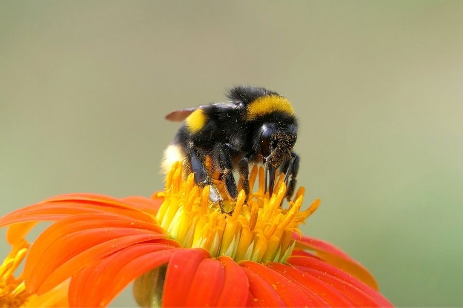 abejorro recogiendo polen