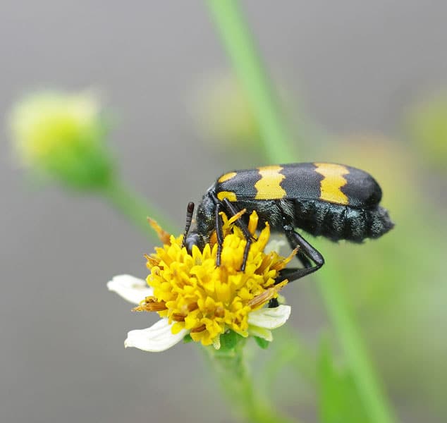 Escarabajo ampolla comiendo flor