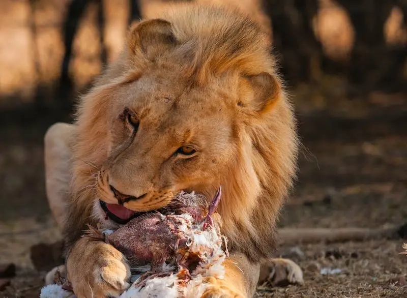 León comiendo
