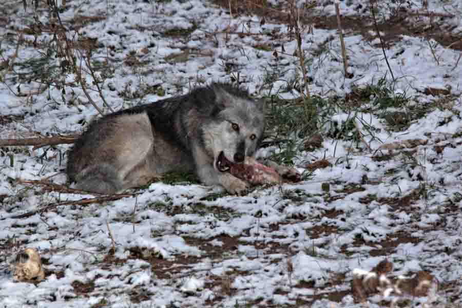 lobo-gris-masticando-una-pierna-de-cordero