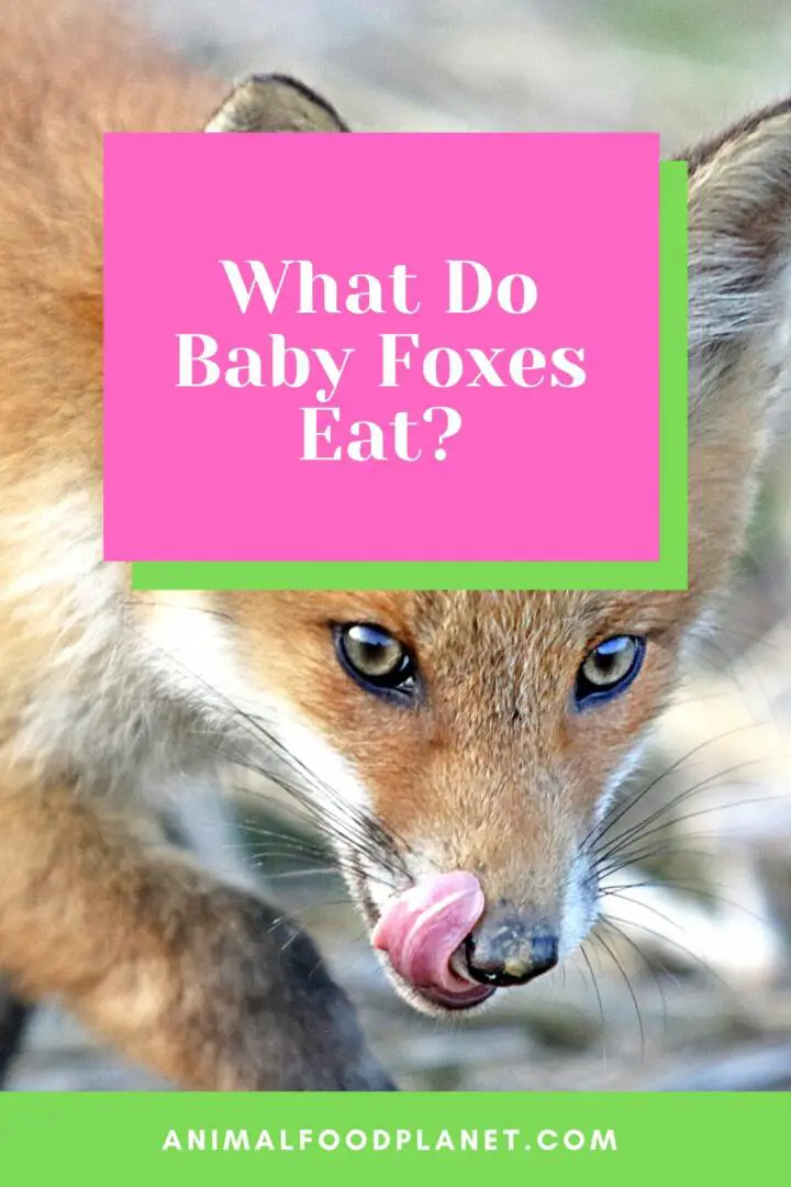 ¿Qué comen los zorros bebés?