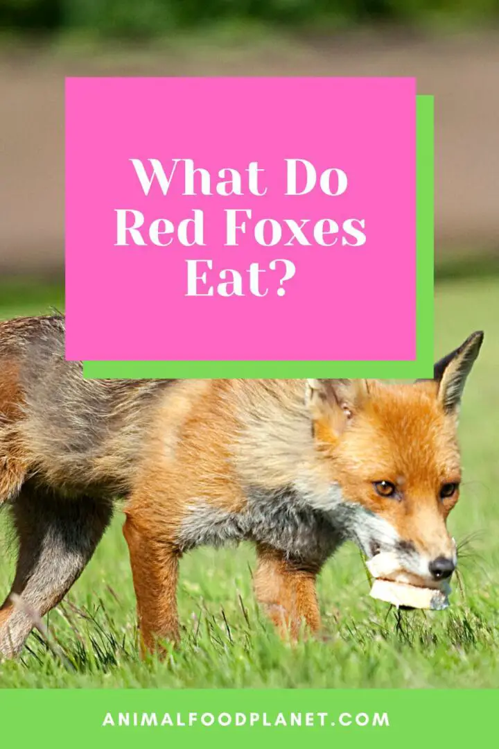 ¿Qué comen los zorros rojos?