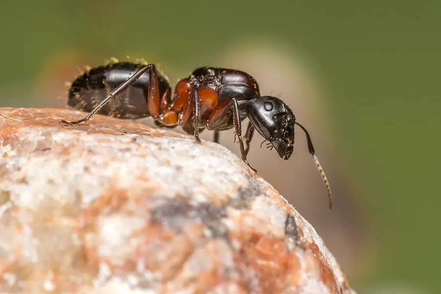 hormiga reina sin alas