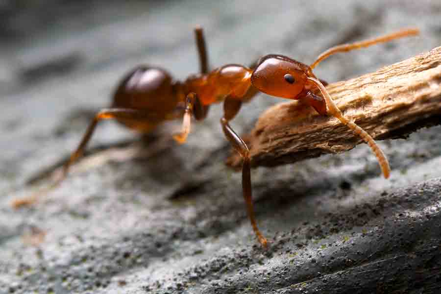 una hormiga fuerte levantando objetos pesados