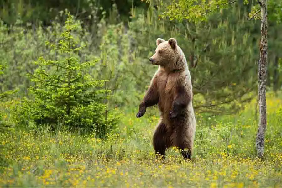 oso parado solo