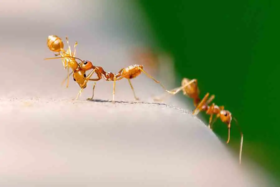 hormigas fuertes peleando