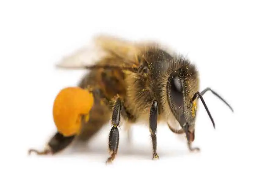 primer plano de abeja melífera