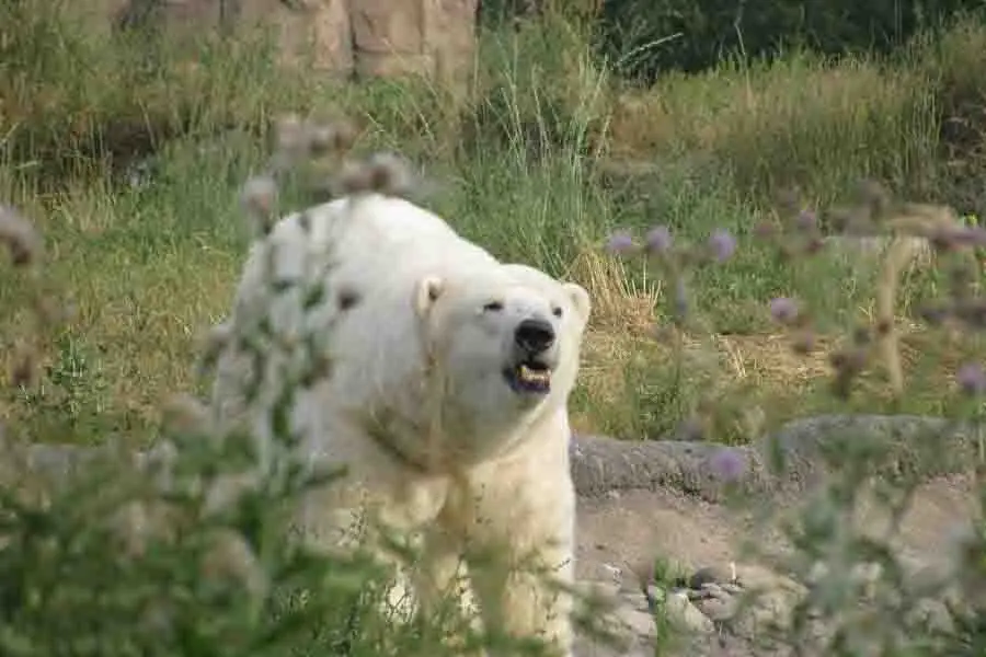 oso polar enojado