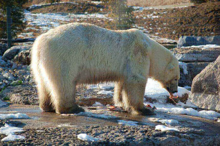 oso polar comiendo carne