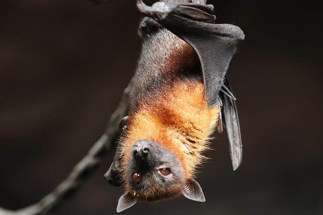 ¿Los murciélagos tienen memoria?