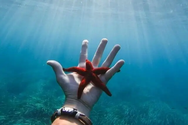 persona sosteniendo estrellas de mar bajo el agua
