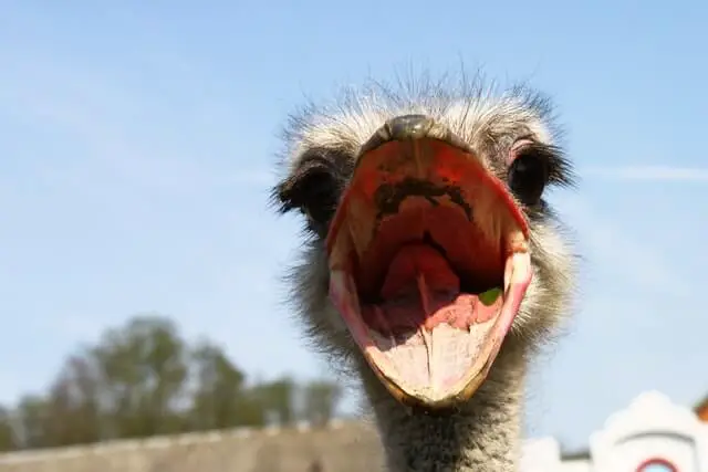 avestruz con la boca abierta