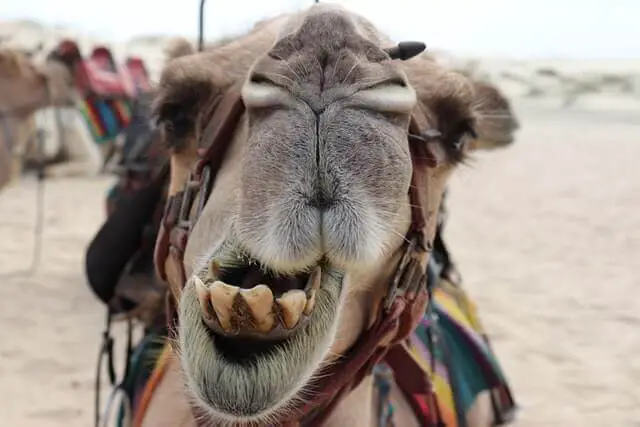 un camello marrón con dientes grandes