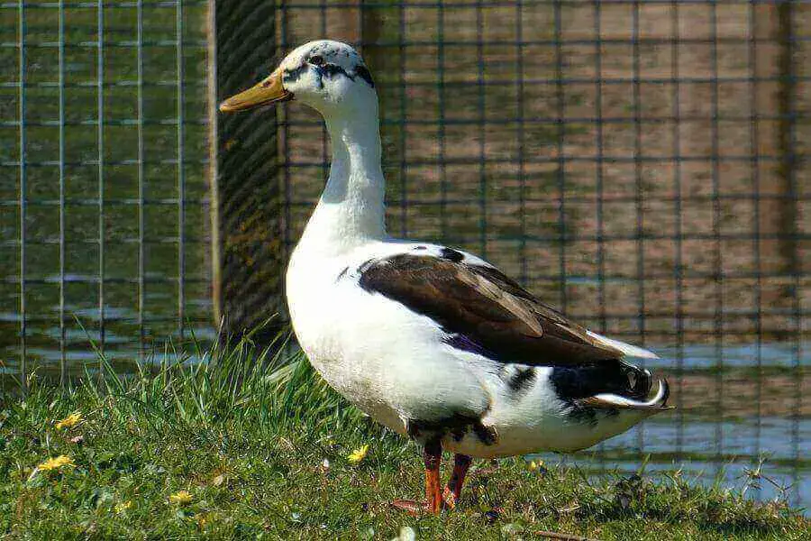 10 Razas De Patos Blancos Y Negros (Lista De Especies)