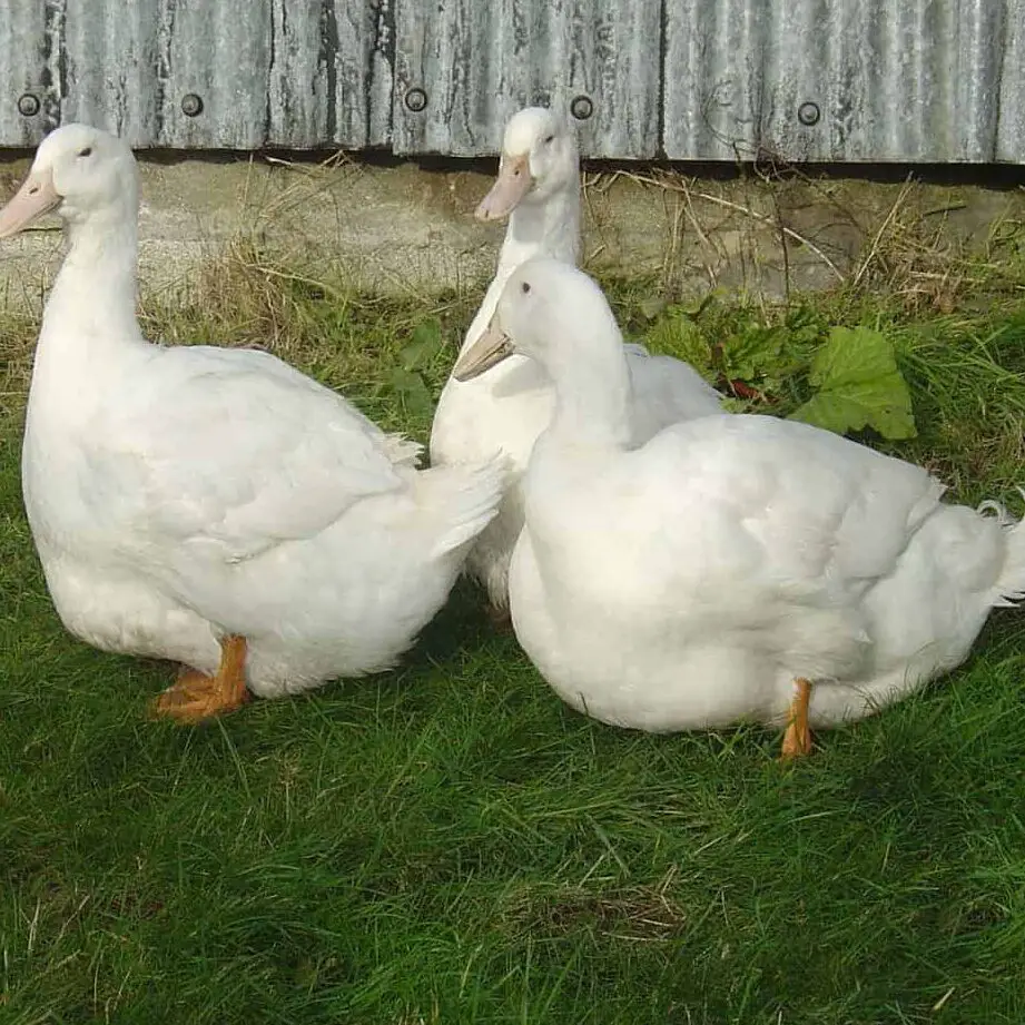 Patos pesados ​​- Asociación Británica de Aves Acuáticas
