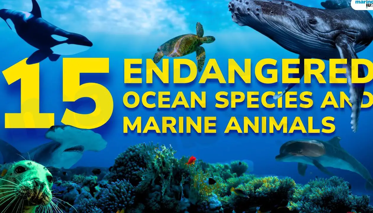 10 especies oceánicas y animales marinos en peligro de extinción