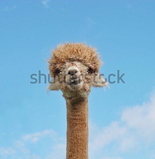 668 Imágenes, fotos de stock y vectores de Llama De Cuello Largo |