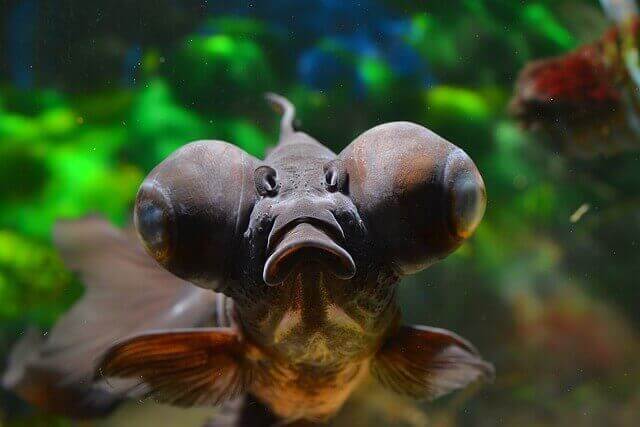 12 peces asombrosos con ojos GRANDES