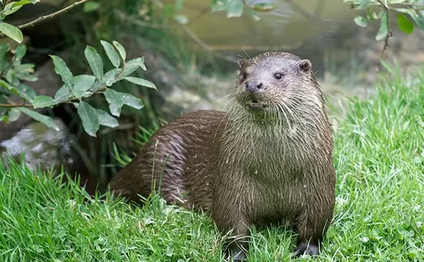 Animales que comienzan con O: lista asombrosa de 17 animales con datos divertidos...