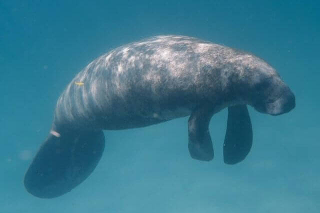 13 asombrosos animales con aletas (con imágenes)
