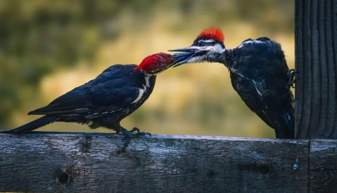 13 impresionantes pájaros negros y rojos (con imágenes) - Explicación de la naturaleza