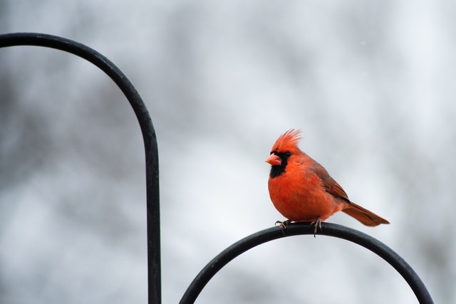 13 impresionantes pájaros negros y rojos (con fotos)