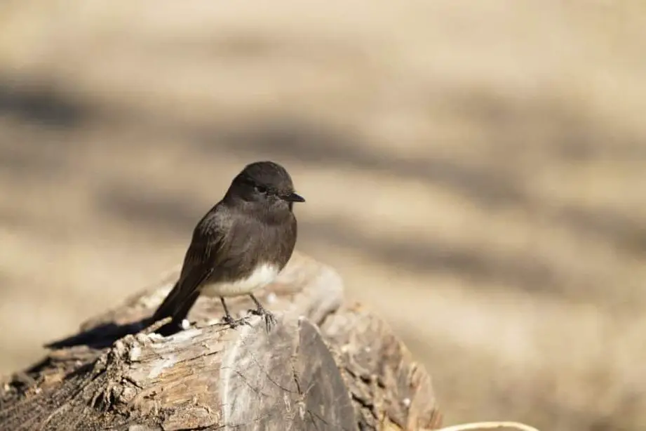 26 pájaros blancos y negros (con imágenes de cada uno para ayudarte...