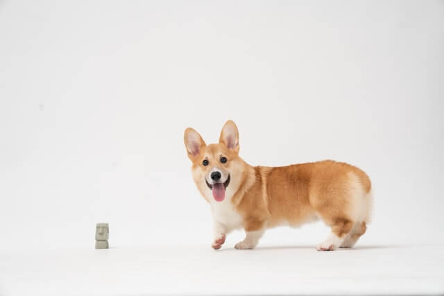 15 animales con patas cortas (fotos y videos)